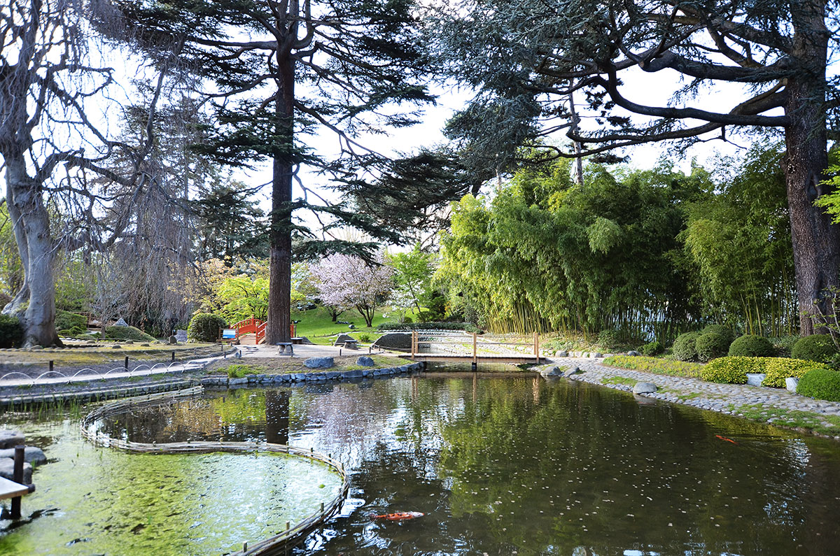 The Wild Parisian jardin japonais