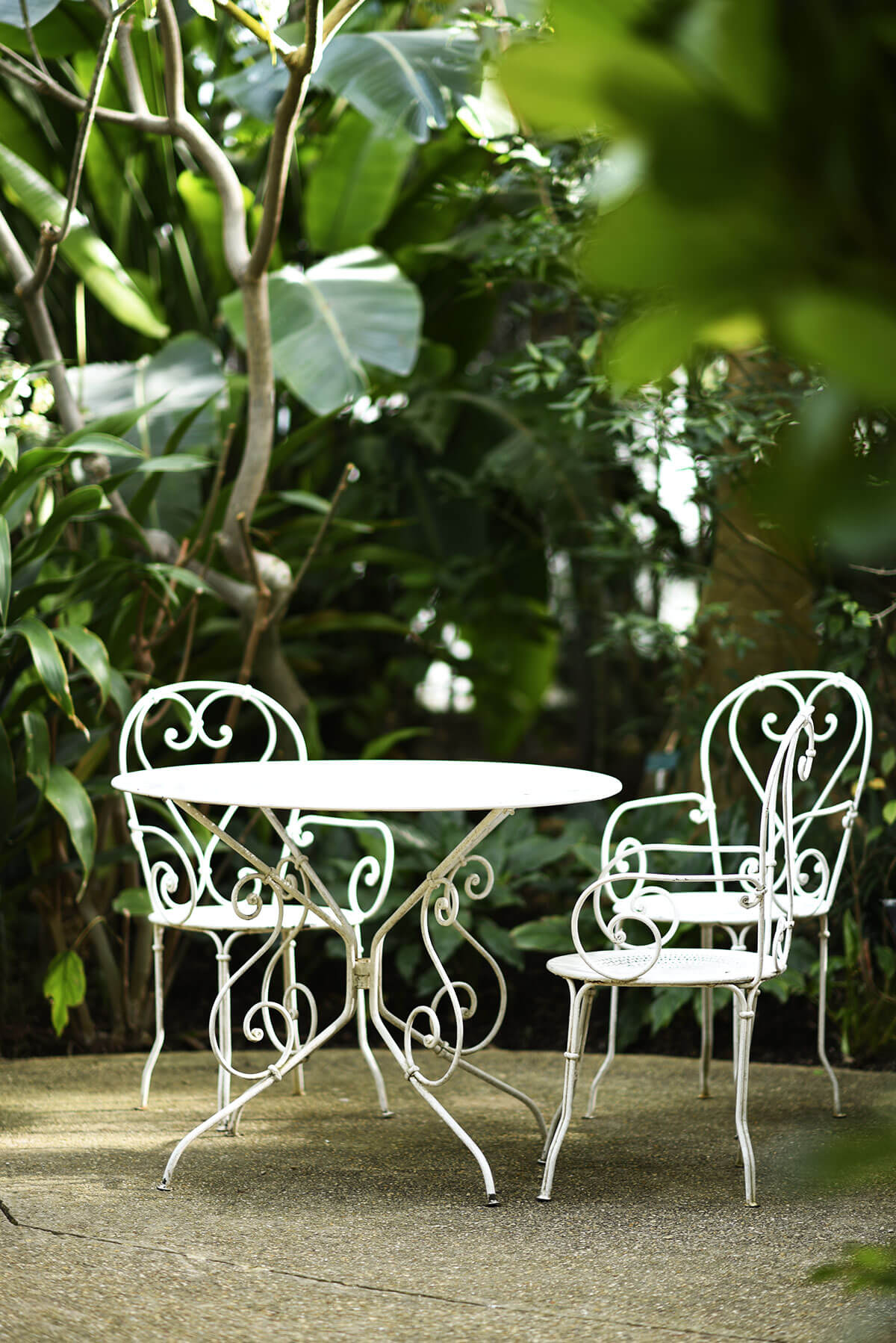 The Wild Parisian serres d'Auteuil